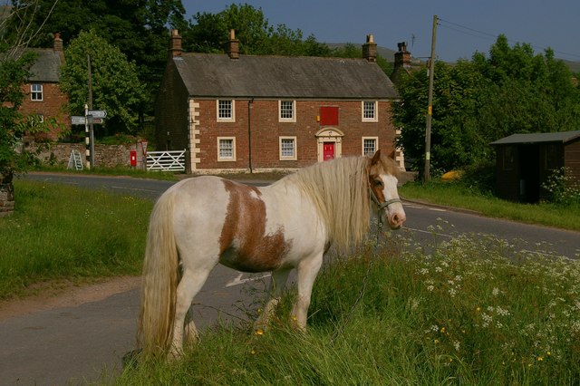 Traveller's_Horse_on_Melmerby_Village_Green_-_geograph.org.uk_-_228318